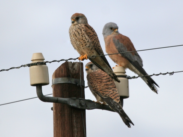 Male and female Lesser Kestrels (Falco naumanni)