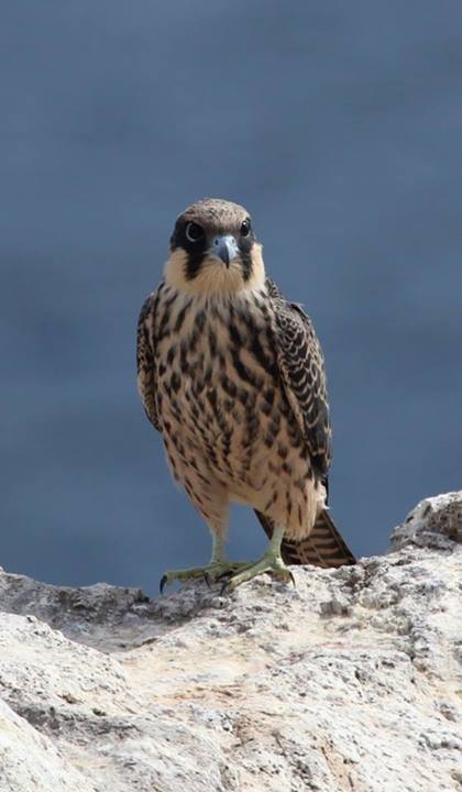 Faucon d'Éléonore - Eleonora's Falcon (Falco eleonorae), Oran, western Algeria.