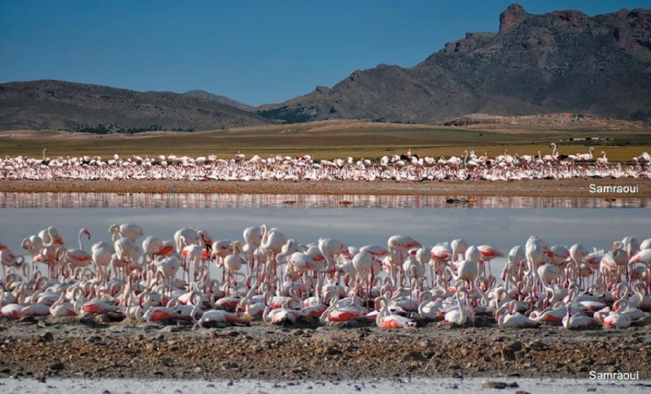 Views of the Greater Flamingo (Phoenicopterus roseus) colony at Ezzemoul, Hauts Plateaux, northeast Algeria