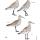 A review of the identification criteria and variability of the Slender-billed Curlew