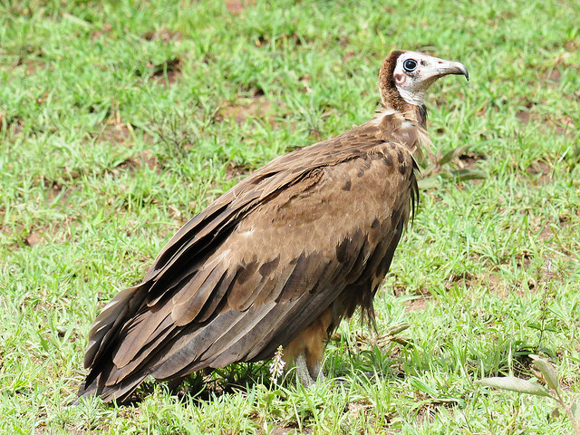 Hooded Vulture (Necrosyrtes monachus), Northern Serengeti, Tanzania