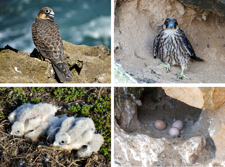 Suivi de la Population du Faucon d’Eléonore (Falco eleonorae) de l'Archipel d'Essaouira, Maroc