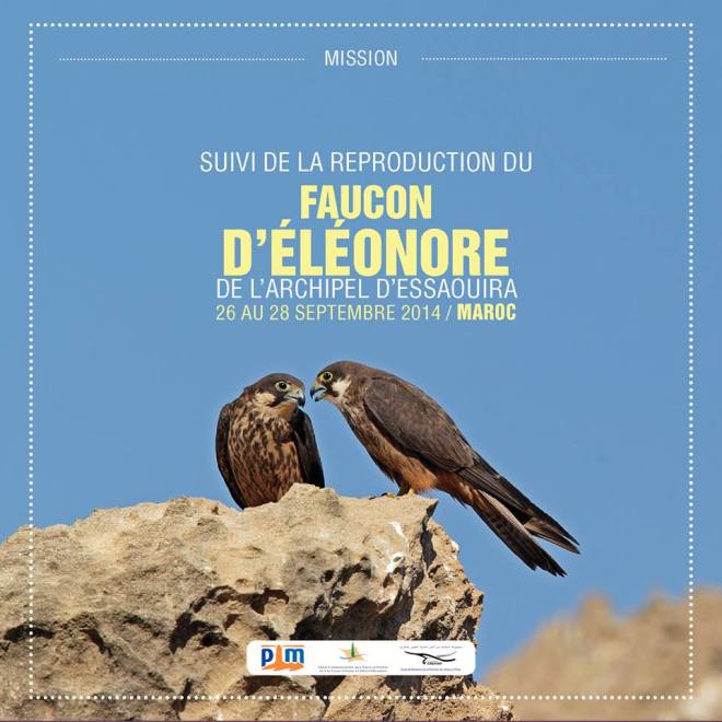 Suivi de la Population du Faucon d’Eléonore (Falco eleonorae) de l'Archipel d'Essaouira, Maroc
