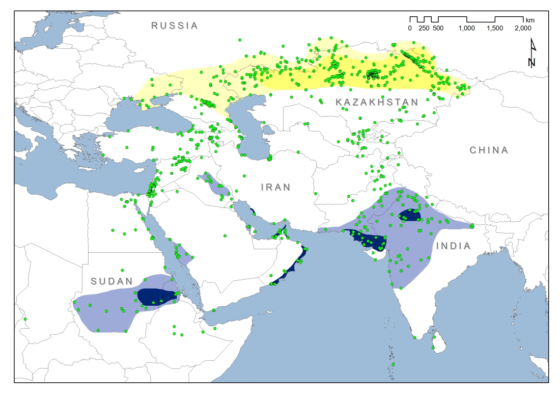 Global distribution of Sociable Lapwings (Vanellus gregarious) (map: BirdLife International).