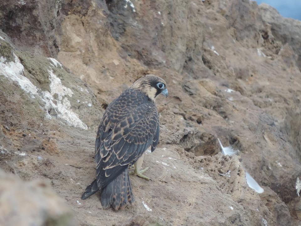 Faucon d'Eléonore (Falco eleonorae), Oran, Algérie