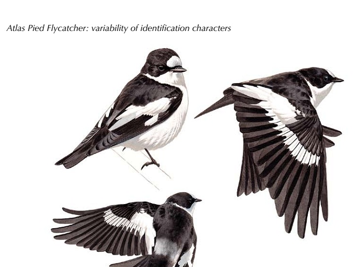 Atlas Pied Flycatchers Ficedula speculigera (Lorenzo Starnini). Images from birds on breeding grounds in Morocco and Tunisia in May
