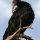 Projet de réintroduction de l’Ibis chauve (Geronticus eremita) en Algérie