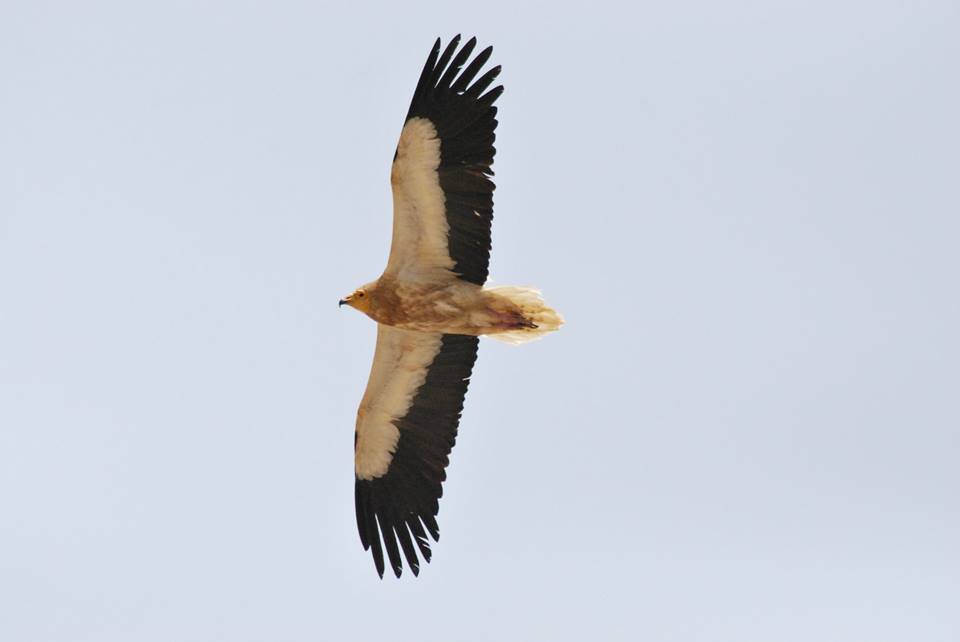 Egyptian Vulture (Neophron percnopterus), Oum El Bouaghi, Northeast Algeria