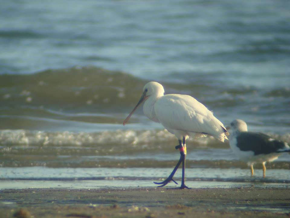 Eurasian Spoonbill, Spatule blanche (Platalea leucorodia) ringed in The Netherlands and observed here in gulf of Gabès, Tunisia.
